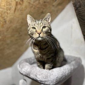 Kocurek Kiran wypatruje własnego lokum 