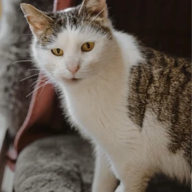 Chrupcia - najpiękniejsza kotka w schronisku ;)