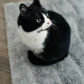 Zaginęła kotka KROPKA