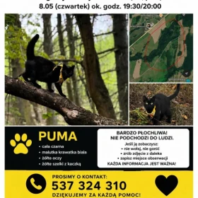 Kotka czarna Puma 