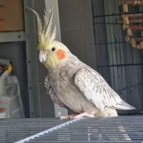 Zoe