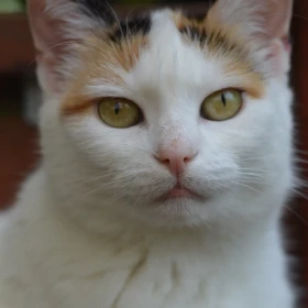 RITA do adopcji