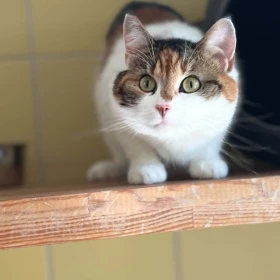 Nela
