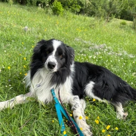 Uległy, inteligentny i energiczny Pronto w typie border collie