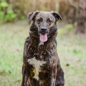 Tajga cudowna sunia do adopcji 