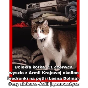 DAISY ZAGINĘŁA 