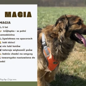 Magia