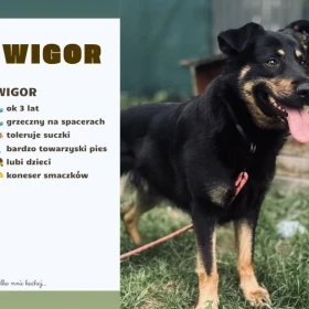 Wigor