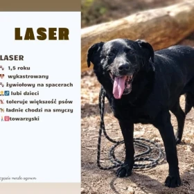 Laser