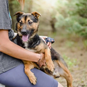 Bąbel poleca się do adopcji 