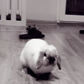 Królik mini lop