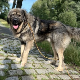 Baloo