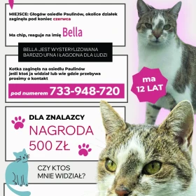Poszukiwana kotka Bella Głogów