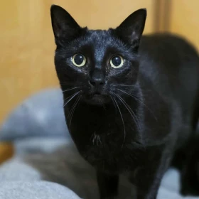 Iskra