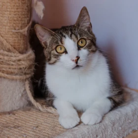 Cezar
