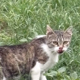 Java