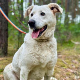 Labradorka Mona szuka rąk chętnych do głaskania :)