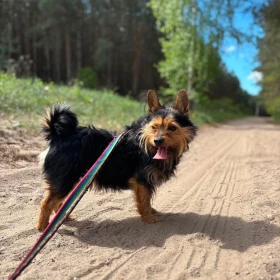 Szorstkowłosy, bystry i żywiołowy terrier Ron