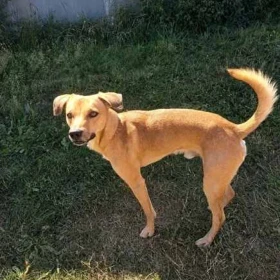Tobi