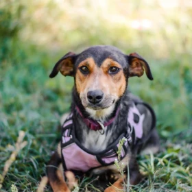 Delikatna sunia do adopcji 