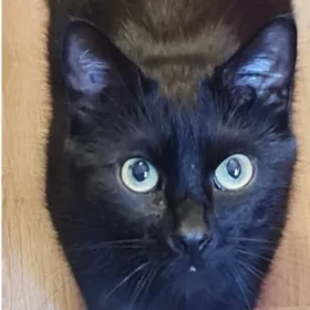 Zaginął całkowicie czarny kot Kater