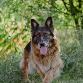 Kira wyjątkowa sunia szuka domu 