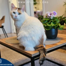 Trisch - Duża, spokojna kotka szuka kochającego domu