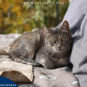 Fiona - Srebrno-szylkretowa kotka szuka domu