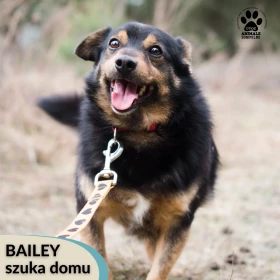 Bailey szuka domu