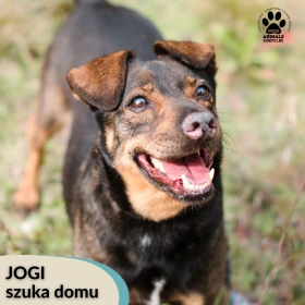 Jogi