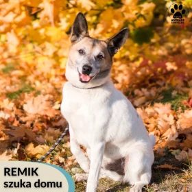 Remik