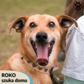 Roko