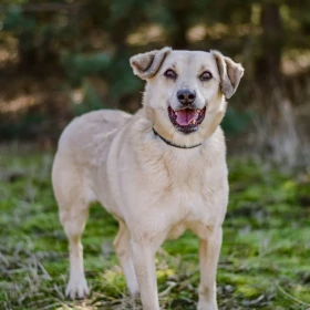 Zdzisław psiak o złotym serduszku szuka domu! 
