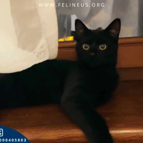 Mai - Śliczna, czarna kotka szuka kochającego domu