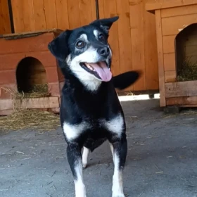 Kochany Pako do adopcji 