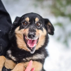  Iwo z utęsknieniem czeka na dom 