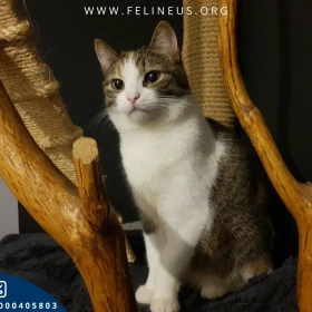 Kasandra - Spokojna i ułożna kotka czeka na dom