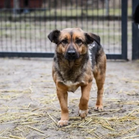 Zdobądź zaufanie Balto i wygraj przyjaciela!