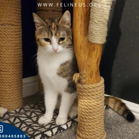 Oksana - Cicha i spokojna kotka szuka domu