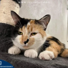 Mishelle - Bardzo przyjazna kotka czeka na nowy dom