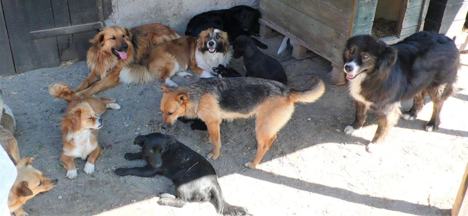 Azyl dla Skrzywdzonych Zwierząt