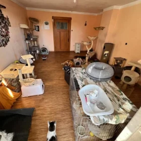 DT "Wstawaj na Łapy"