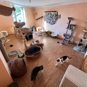 DT "Wstawaj na Łapy"